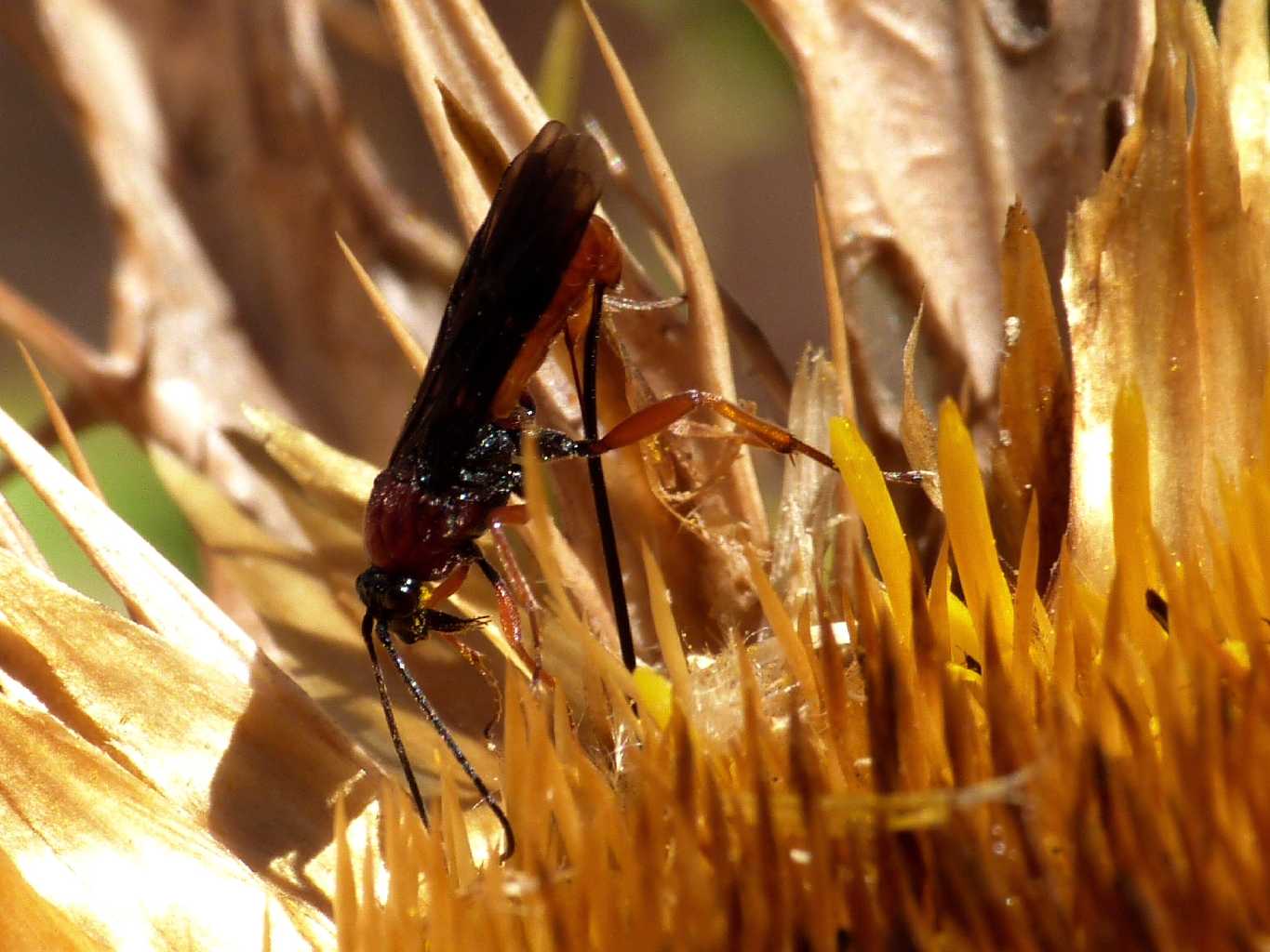 Piccolo Ichneumonidae  (o Braconidae?) su fiore di Carlina